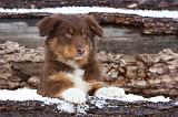 BERGER AUSTRALIEN PUPPIES 575